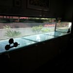 Realizzazione acquario in vetro